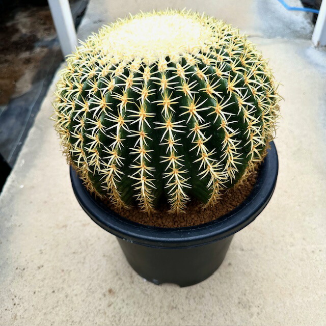 楽天市場】【Echinocsctus 金鯱 プラチナ】管理方法付き9号鉢 サボテン