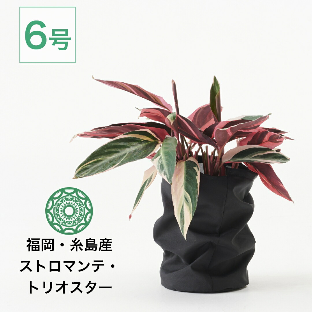 楽天市場】観葉植物 インテリア ストロマンテ トリオスター 6号