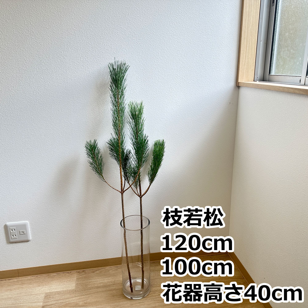 楽天市場】枝若松 100cm前後 1本 やや細い : 高野槇と春夏秋冬の花枝