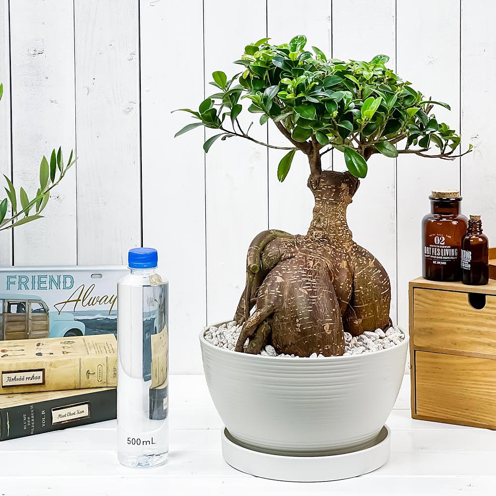 楽天市場】PLANCHU 観葉植物 ガジュマル 太幹大株 8号平鉢 受け皿付き