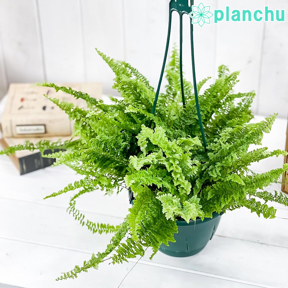 観葉植物 シダ」の人気商品一覧 | 安い商品を通販サイトから探す