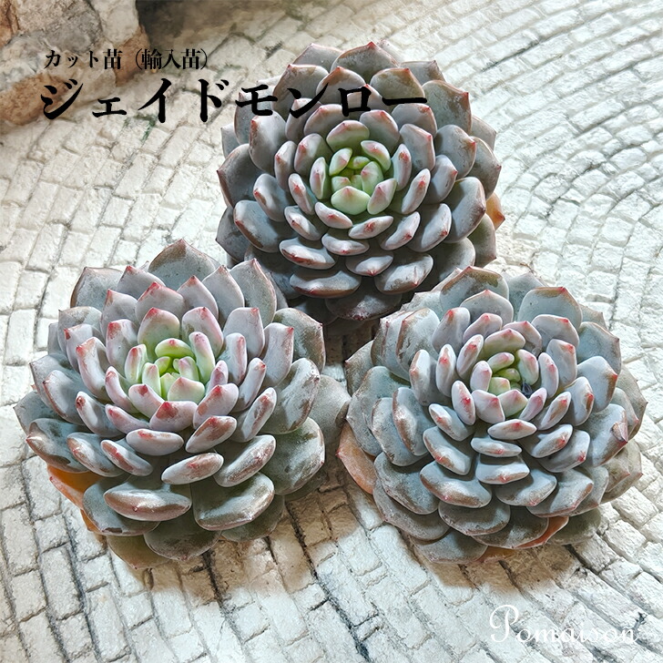 cutsucculent-09-01.jpg