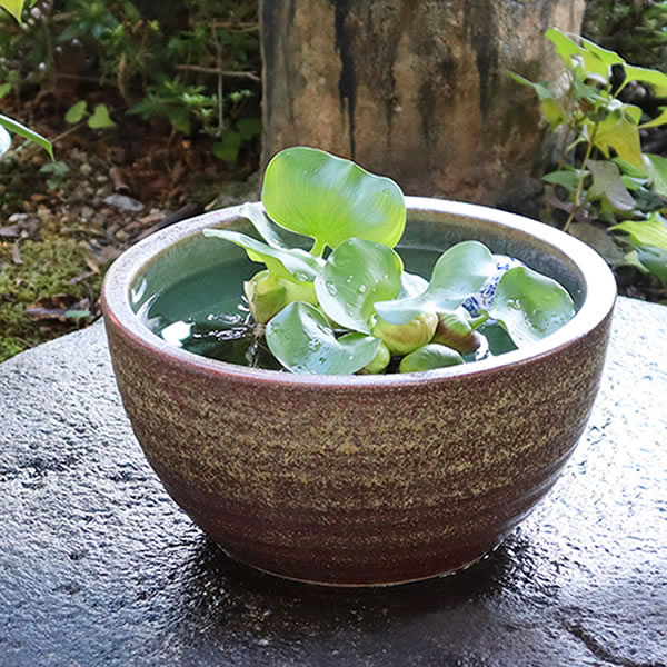 楽天市場】めだか 甕の通販