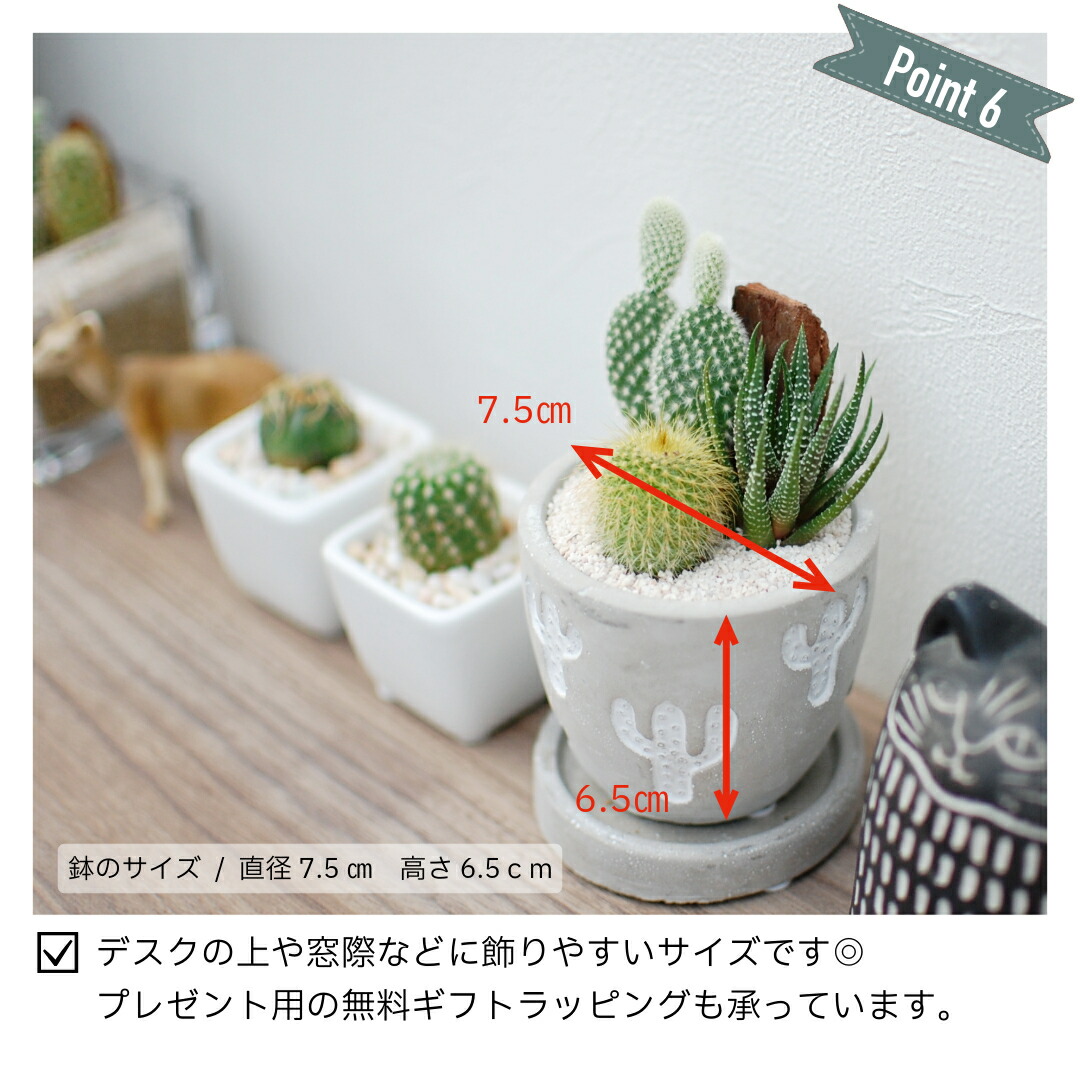 楽天市場】【サボテン柄が可愛い】3種のミニサボテン寄せ植え レリーフ