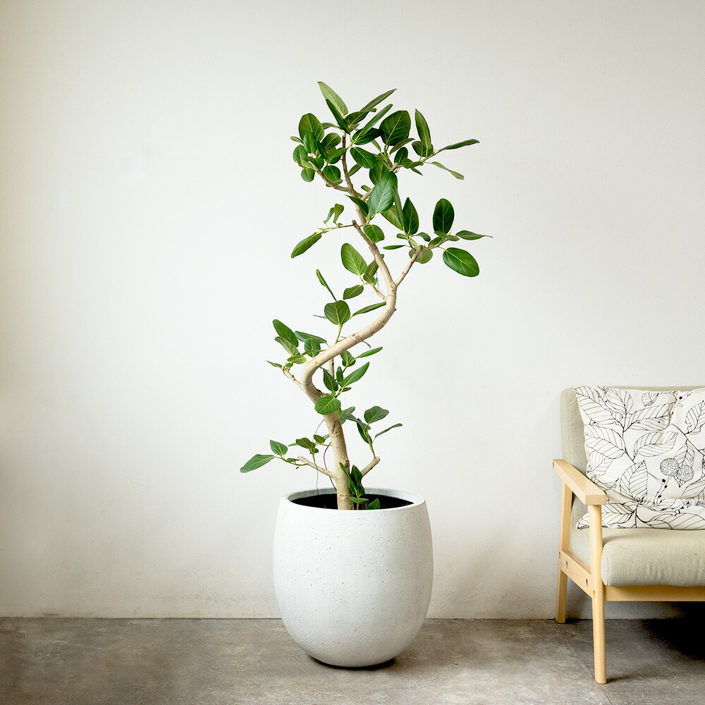 楽天市場】フィカス ベンガレンシス 観葉植物 大型 ベンガルボダイジュ