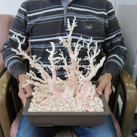 楽天市場】白（ミッド）珊瑚の盆栽風の置き物 艶出し加工済み) 原木