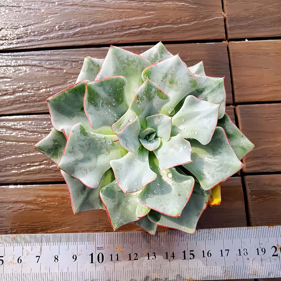 楽天市場】農園直売 多肉植物 寄せ植え エケベリア属 ストリクチ