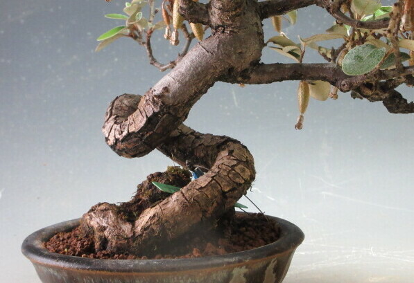 楽天市場】盆栽 寒グミの盆栽【現品】 : 山野草と盆栽の専門店ヴェールモア