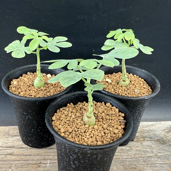 楽天市場】アデニア グラウカの通販