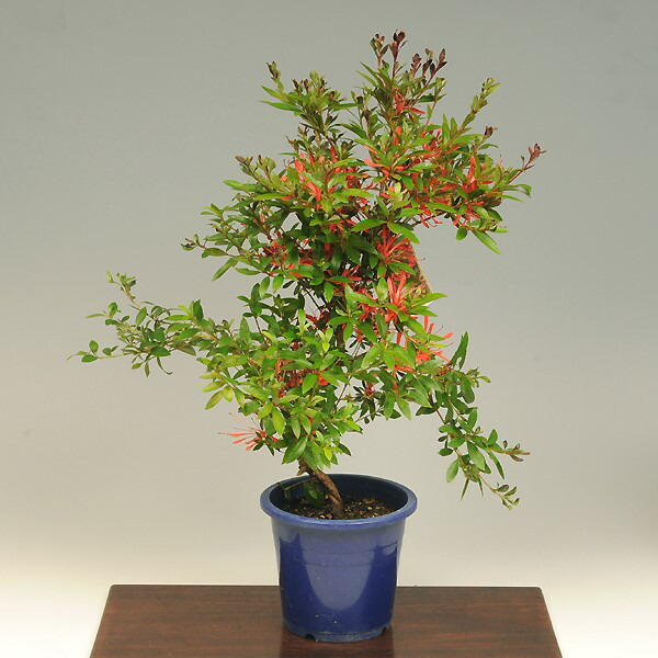 楽天市場】苗：さつき（金采）*サツキ : 遊恵盆栽 楽天市場店