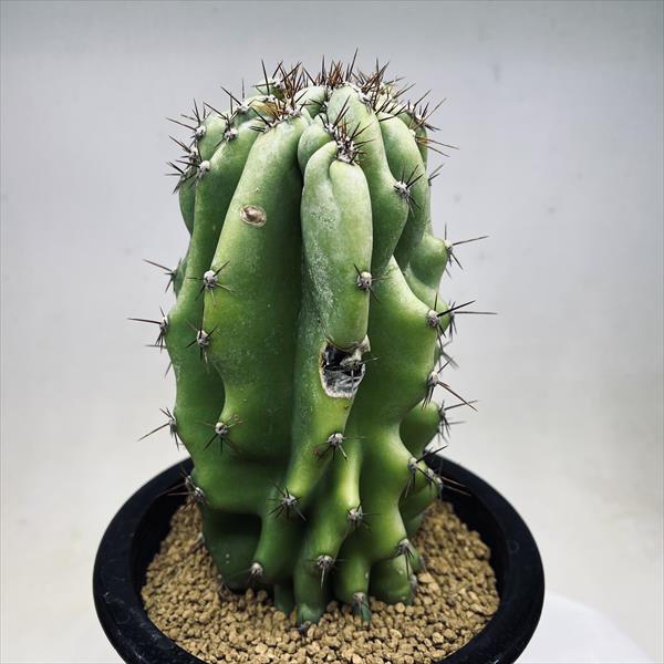 楽天市場】サボテン：セレウス 岩石獅子*幅9cm 現品！一品限り ※傷