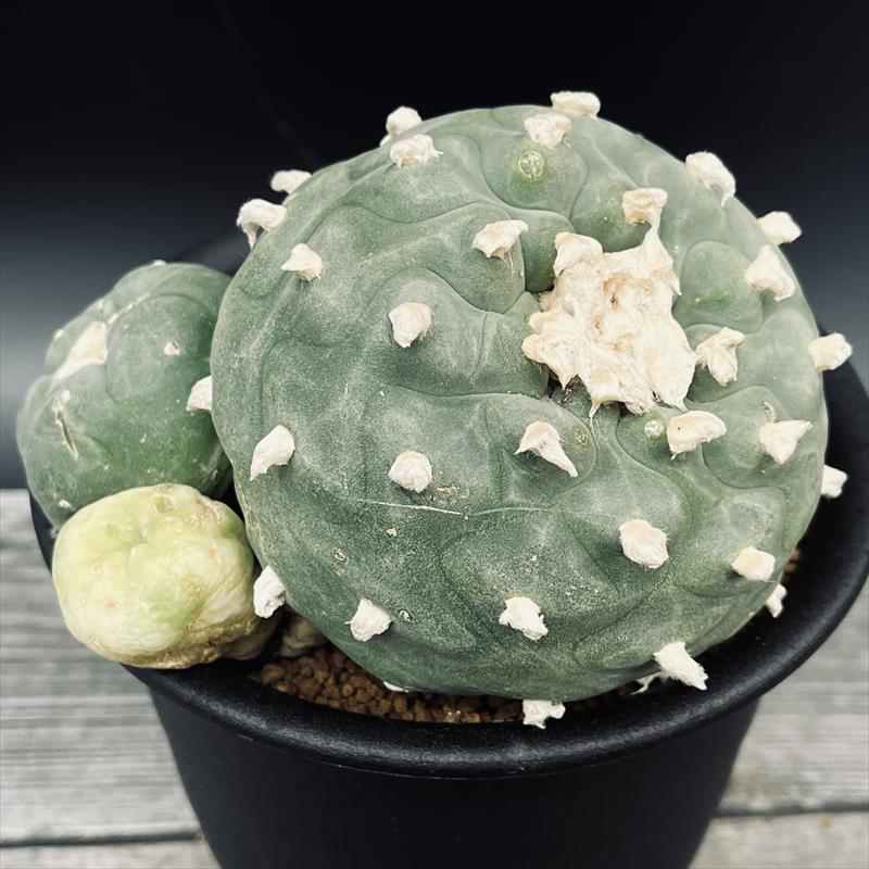 楽天市場】サボテン：ロフォフォラ ディフューサ 翠冠玉 一部錦 ツギ