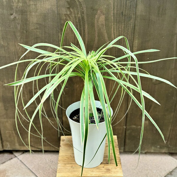 楽天市場】斑入り トックリランの通販