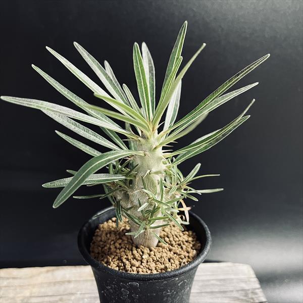 観葉植物 グラキリス パキポディウム 実生」の人気商品一覧 | 安い商品