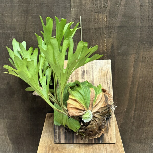 観葉植物 ビカクシダ リドレイ」の人気商品一覧 | 安い商品を通販