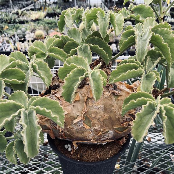 サマーセール！ 特大 扁平株 キフォステンマ ウター マクロプス 発根済