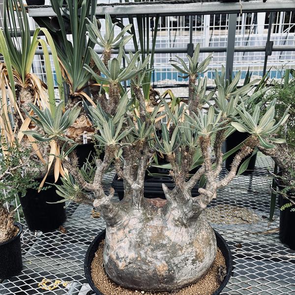 楽天市場】☆特価☆コーデックス：パキポディウム グラキリス 発根済