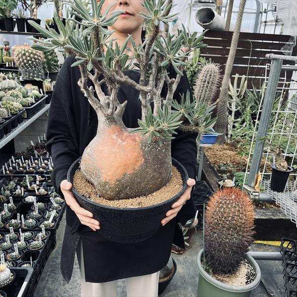 楽天市場】☆特価☆コーデックス：パキポディウム グラキリス 発根済