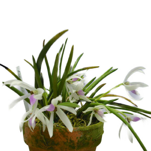 楽天市場】【花なし株】 レプトテス ビカラー 'ハマナ' Lpts.bicolor