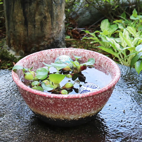 楽天市場】【ポイント10倍】水鉢 すいれん鉢 10号 信楽焼すいれん鉢