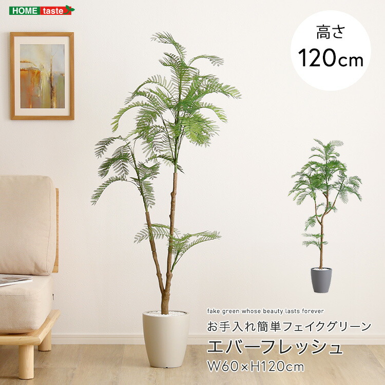 エバーフレッシュ 観葉植物」の人気商品一覧 | 安い商品を通販サイト