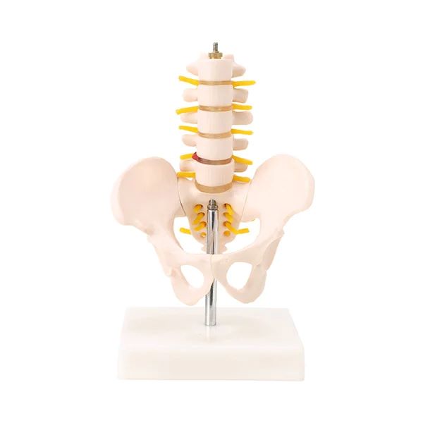 楽天市場】骨盤模型 腰椎模型 スタンド付き ハーフサイズ 高さ21×幅