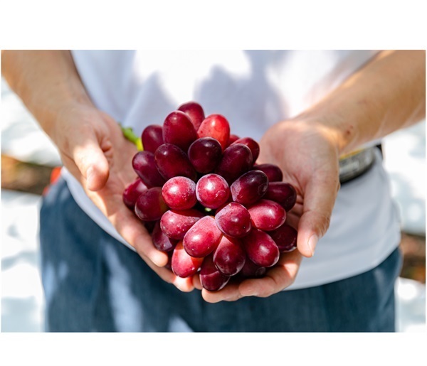 糖度20度以上！島根県産ぶどう「神紅（しんく）」1房｜TSKオンライン