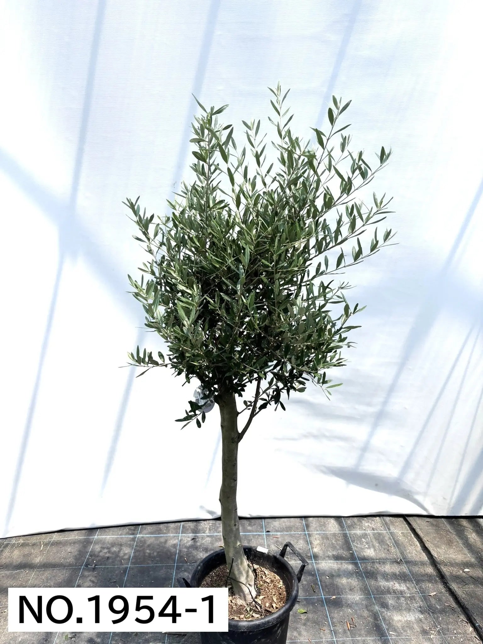 NEWシプレシーノ（オリーブの木）｜大型商品｜NO.1954｜約170cm｜人気