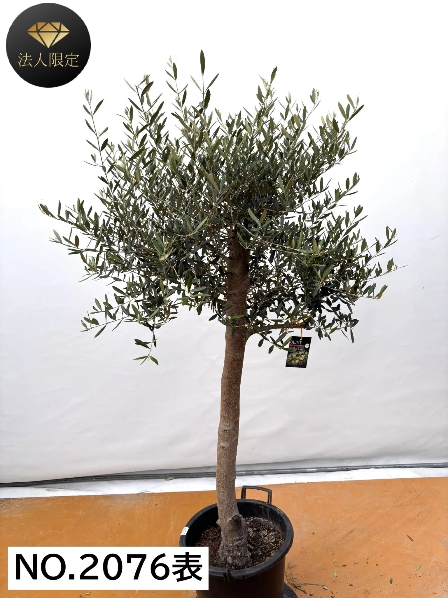 法人限定販売 鶴亀園の大鉢商品 – 株式会社鶴亀園