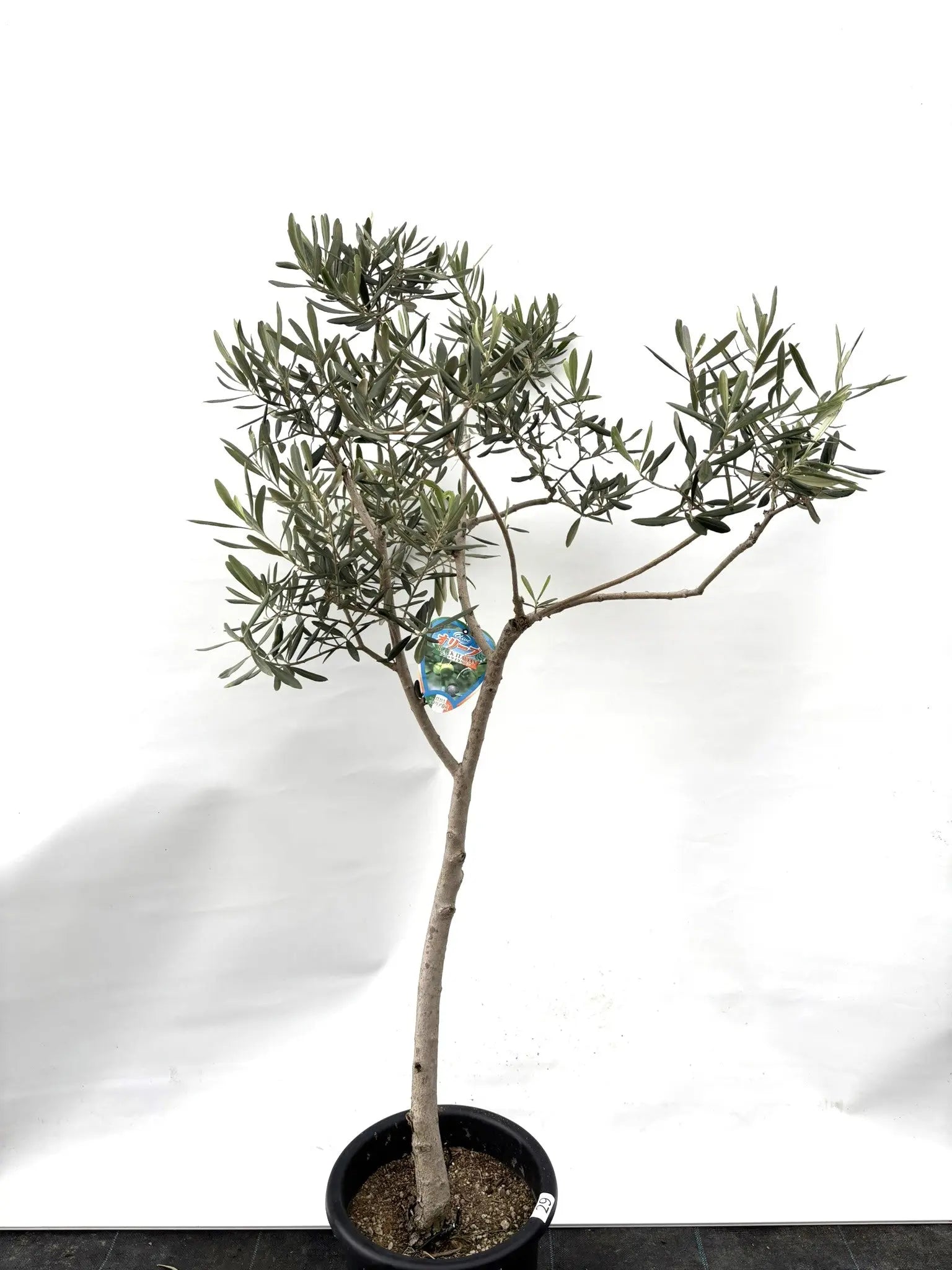 オリーブの木 アメリカン 5号 約65cm NO.842 希少品種 現品掲載