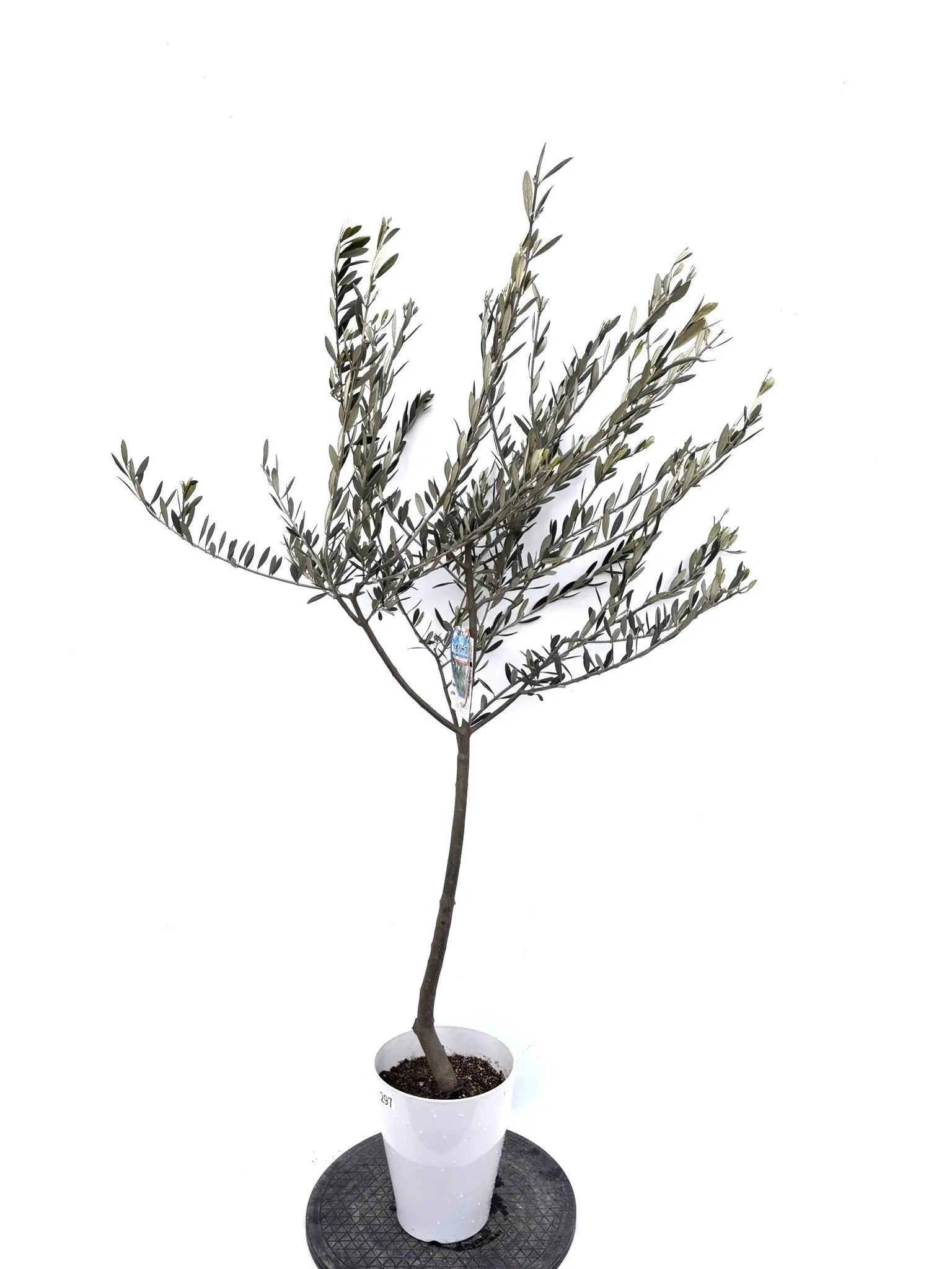 NEWオブリッツア（オリーブの木）｜Sサイズ｜K-297｜約150cm｜希少・銀