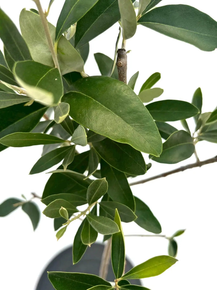 NEWカラマタ（オリーブの木）｜Sサイズ｜NO.10618｜約110cm｜希少