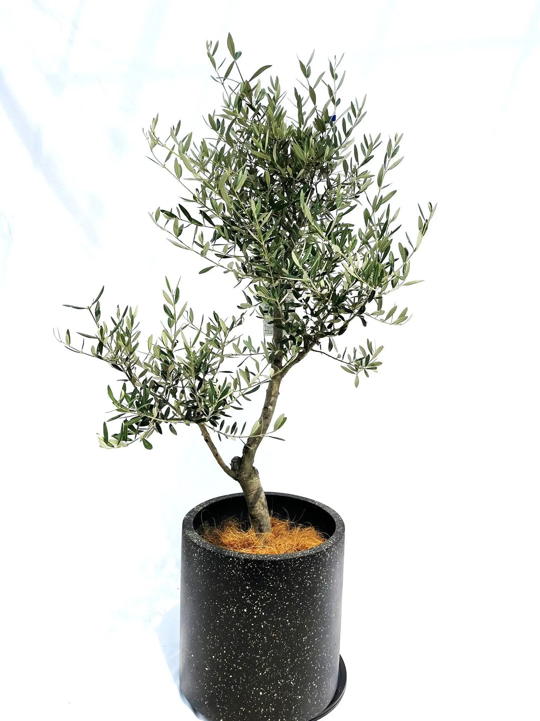 IMG_0855_99f8e83d-d1c5-4903-