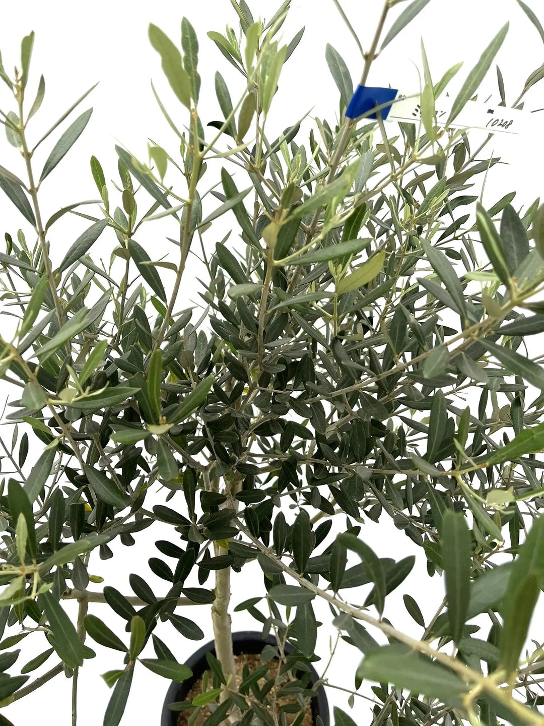 ミッション Lサイズ 約150cm NO.10208 オリーブの木 - 株式会社鶴亀園