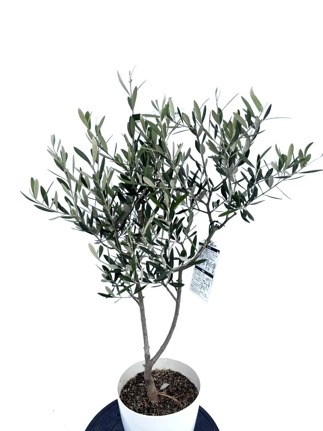 ミッション Sサイズ 約100cm NO.10430 オリーブの木 - 株式会社鶴亀園