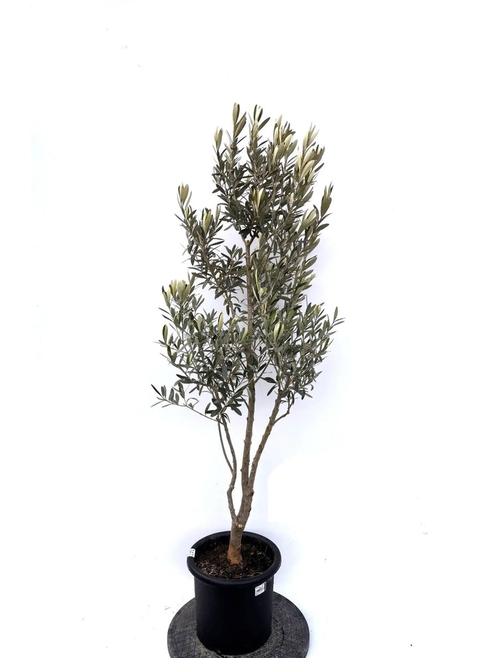 NEWシプレシーノ（オリーブの木）｜Mサイズ｜K-347｜約150cm｜人気