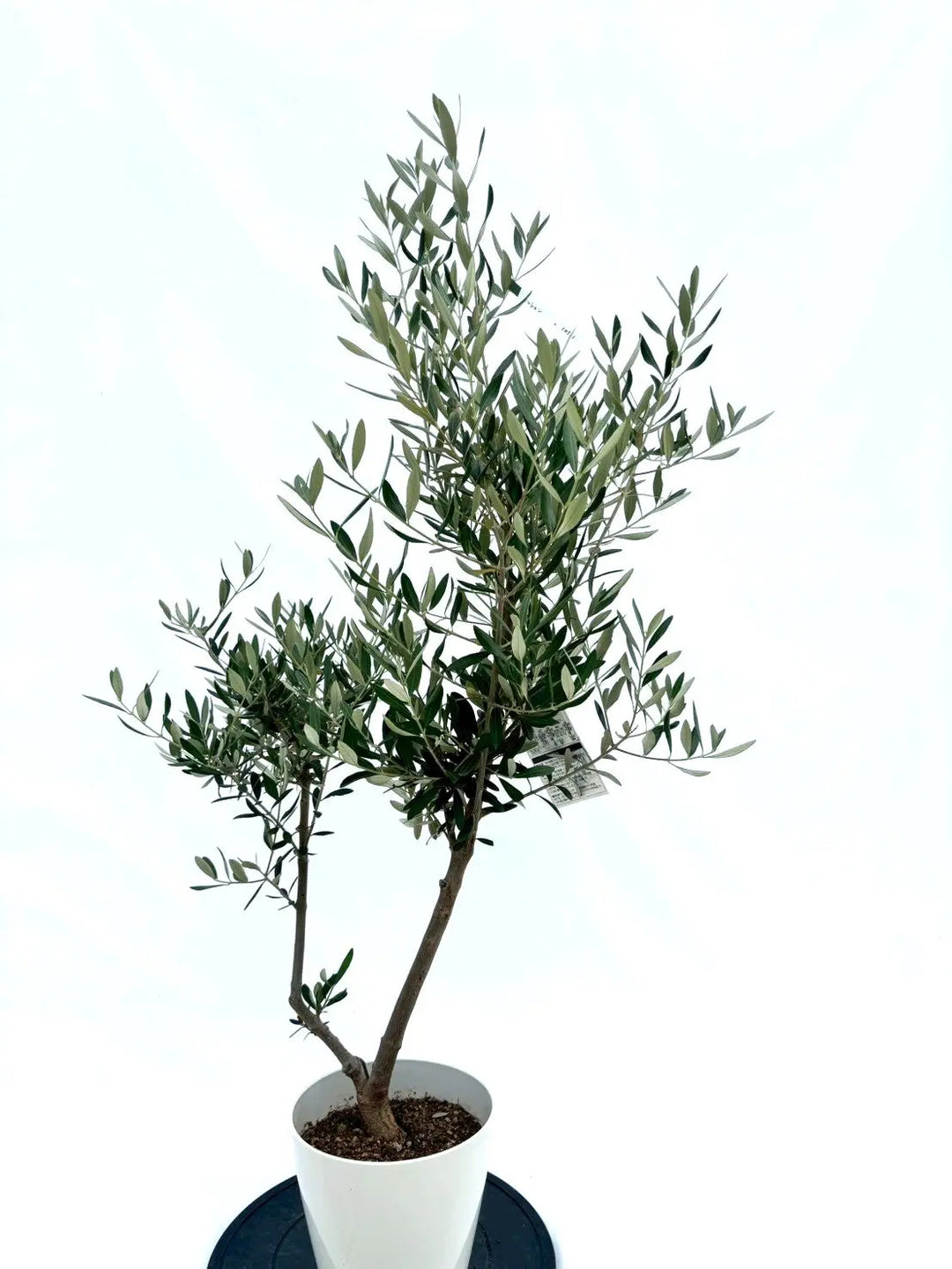 人気・直立型】ミッション（オリーブの木）〈シンボル向き〉｜130cm｜S