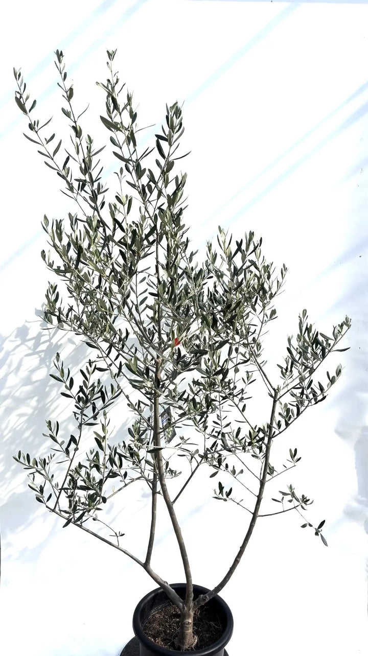 寒さに強い・開帳型】コレッジョラ（オリーブの木）〈病害虫に強い