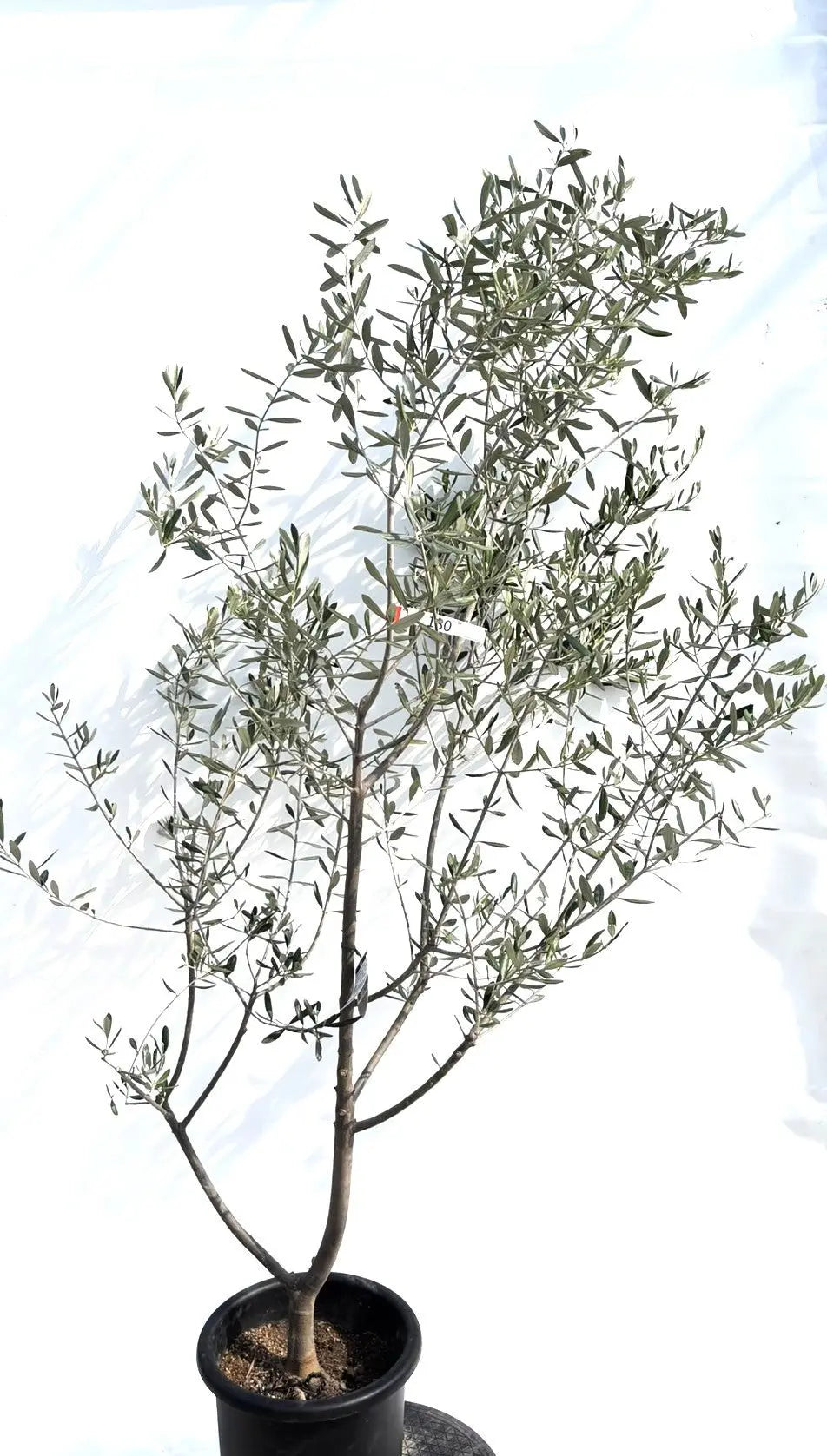 ルッカ Lサイズ 約200cm K-180 オリーブの木 人気品種 - 株式会社鶴亀園