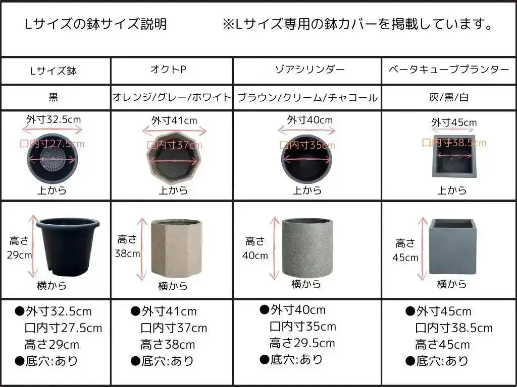 タラスコア Lサイズ 約180cm K-74 オリーブの木 希少品種 - 株式会社鶴亀園