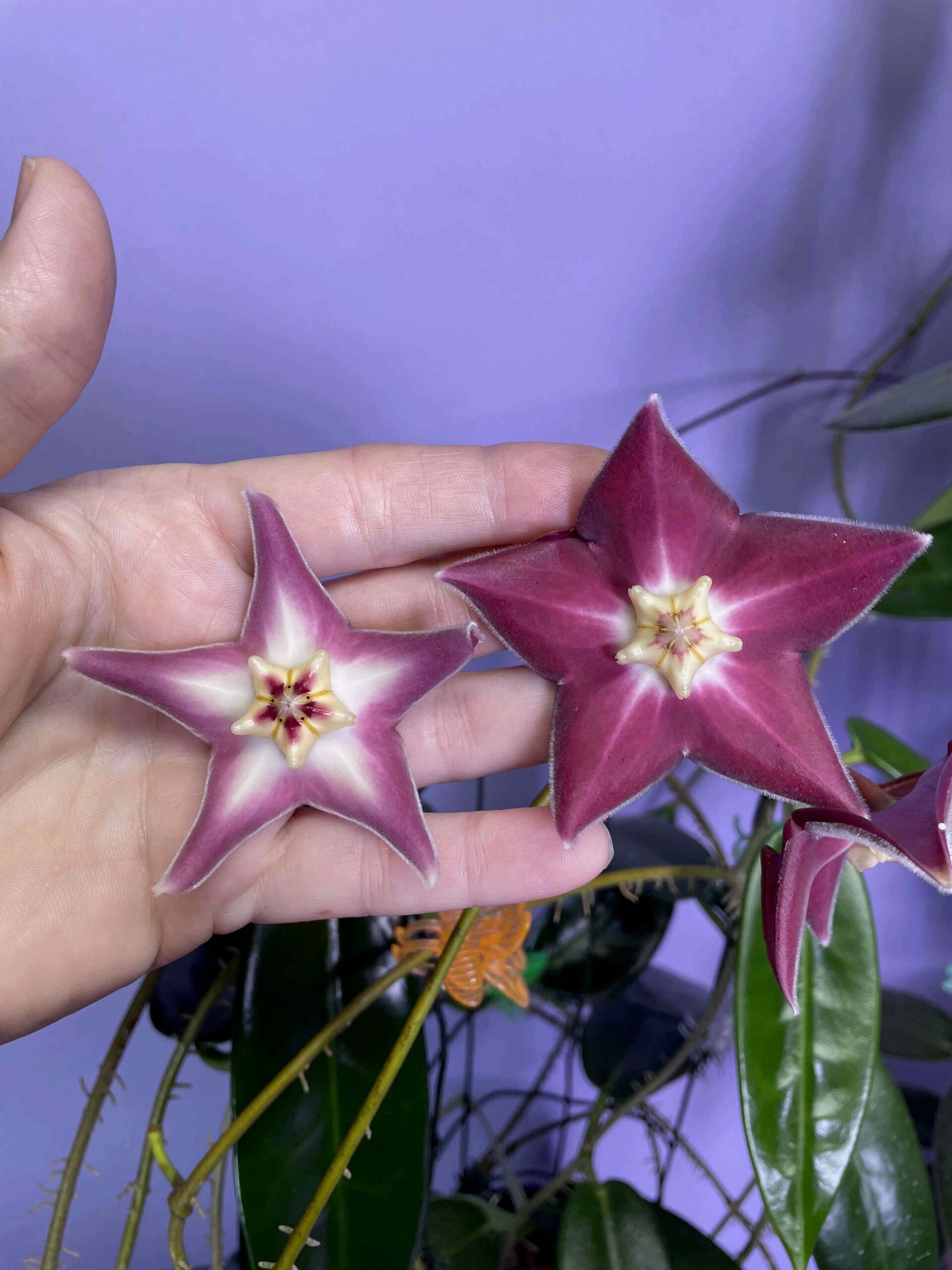 Hoya stenaokei “Full Dark Form” sp.Papua | Vermont Hoyas