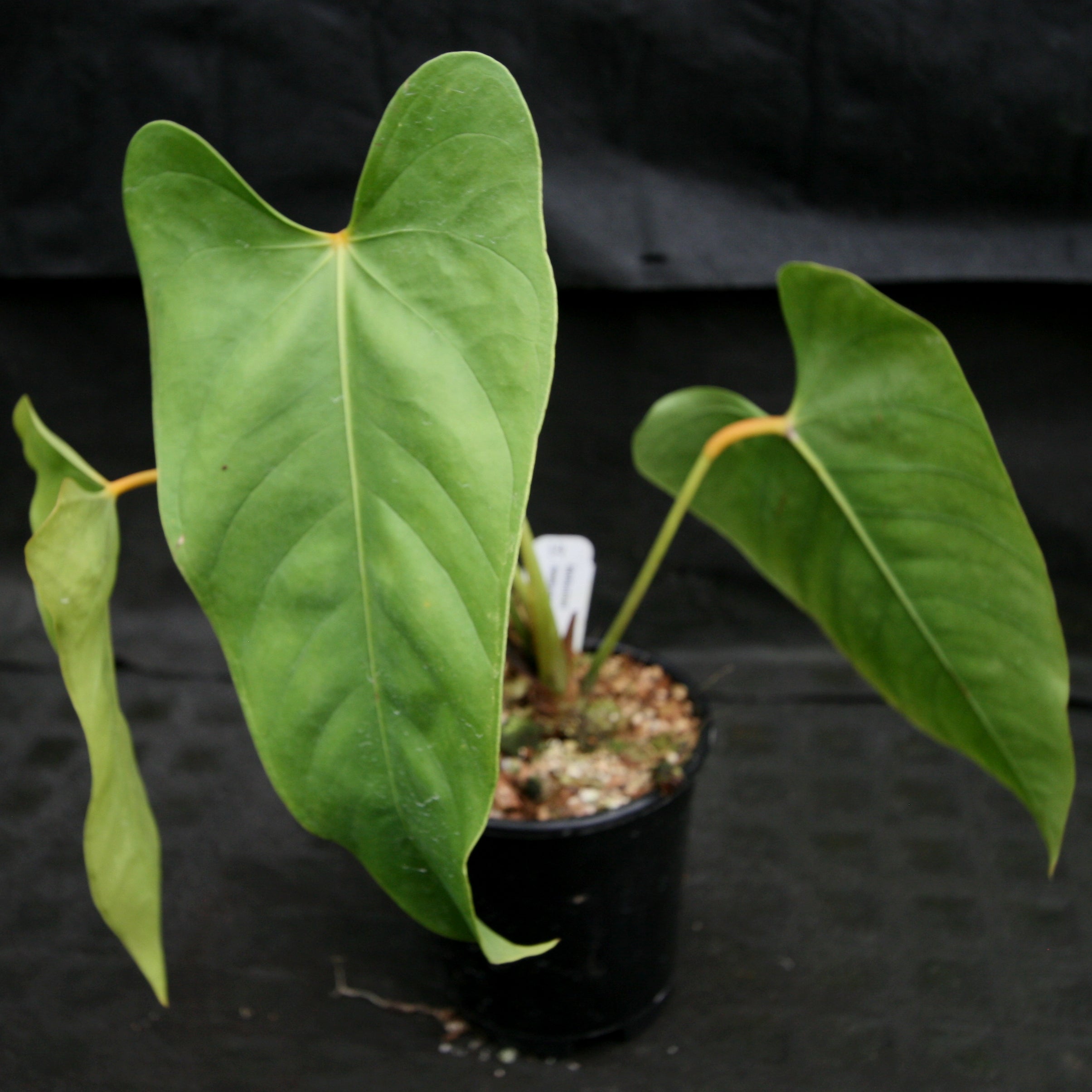 Anthurium recavum – Carnivero