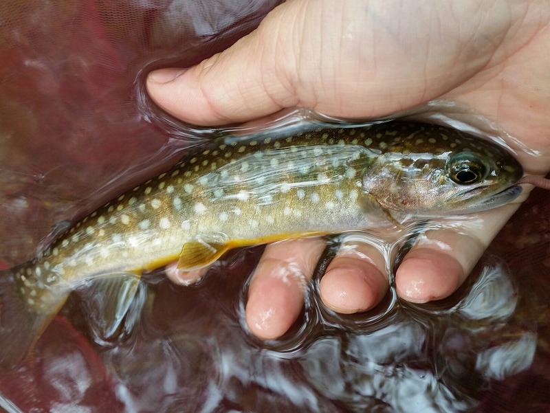 アメマス（サケ目 サケ科）｜釣魚図鑑｜釣割