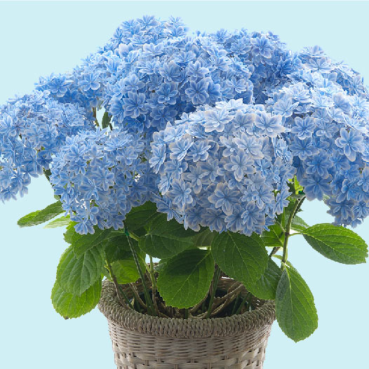 品種紹介｜島根県アジサイ研究会公式サイト