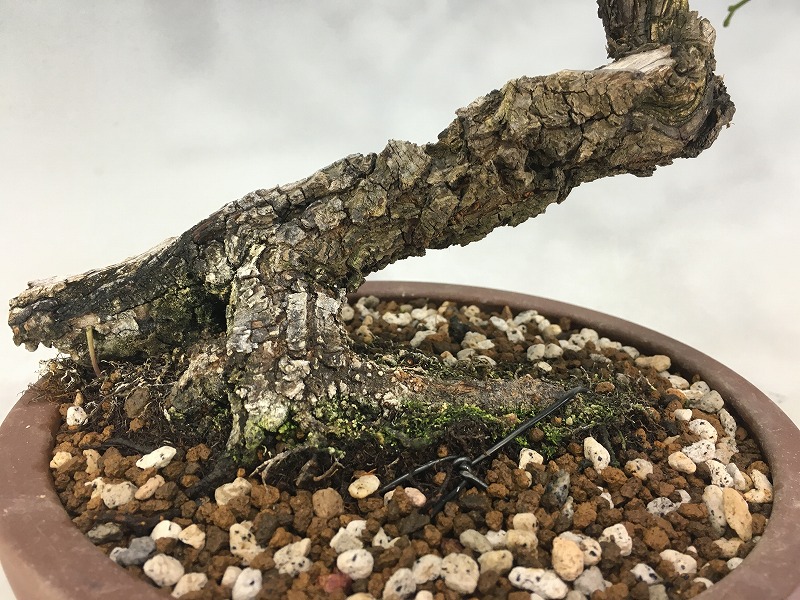 甲州野梅（青軸） [赤富士園]