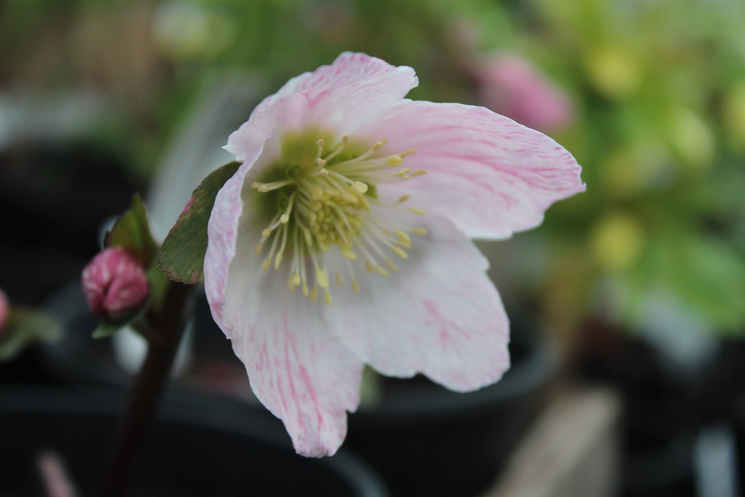 Helleborus x belcheri 'Pink Ice' | Ashwood Nurseries