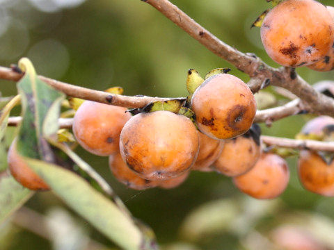 マメガキ (Diospyros lotus)