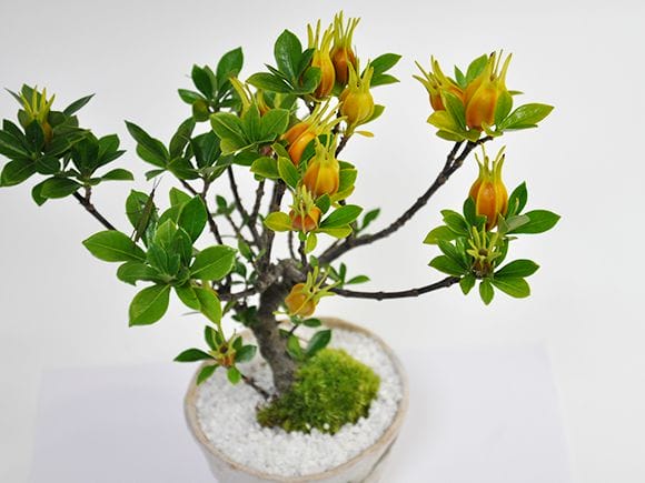 クチナシ(梔子) 不思議な実のなる盆栽を販売｜ギフトを贈るなら盆栽妙