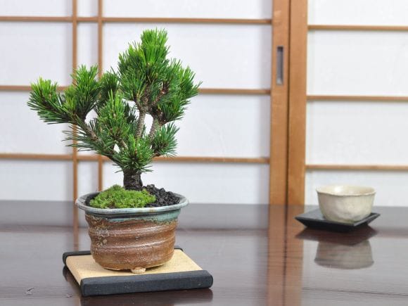 千寿丸 の盆栽を販売｜盆栽妙 – 盆栽妙 本店