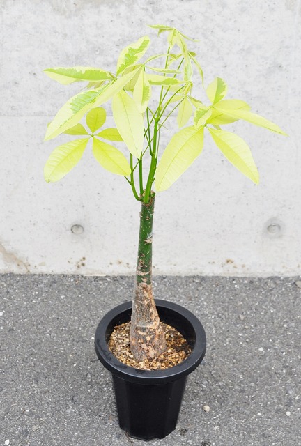 パキラ・ムーンライト